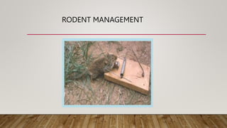 RODENT MANAGEMENT
 