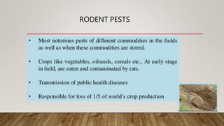 RODENT PESTS
 
