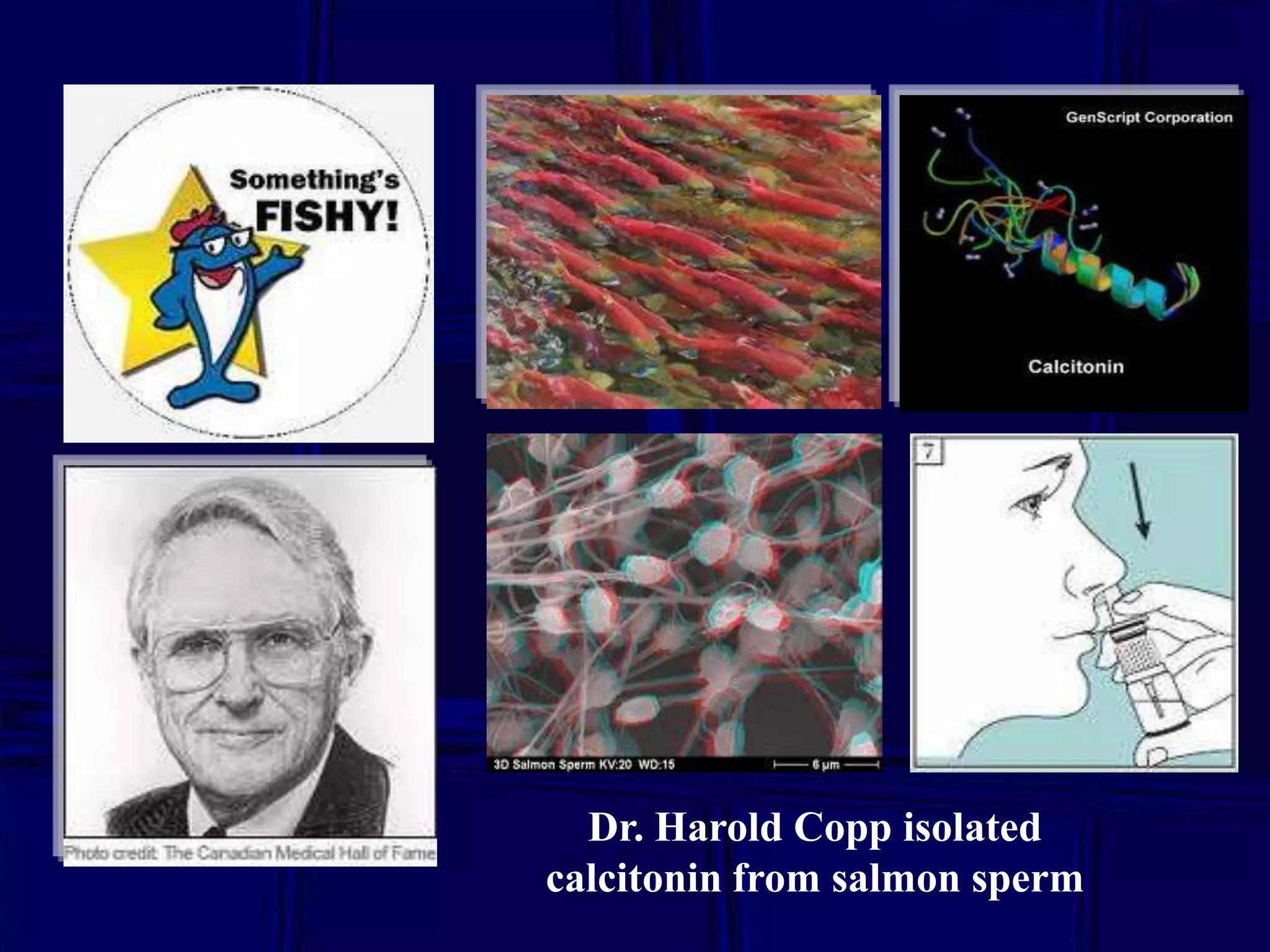 Dr. Harold Copp isolated
calcitonin from salmon sperm

 
