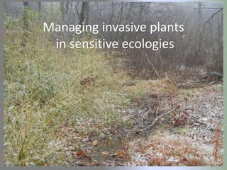 Managing invasive plants
 in sensitive ecologies
 