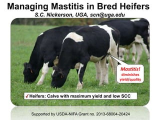 Managing Mastitis in Bred Heifers
S.C. Nickerson, UGA, scn@uga.edu
Goal: Improve milk quantity & qualityMastitis management in heifers is part of this goalHeifers: Calve with maximum yield and low SCC
Mastitis!
diminishes
yield/quality
Supported by USDA-NIFA Grant no. 2013-68004-20424
 