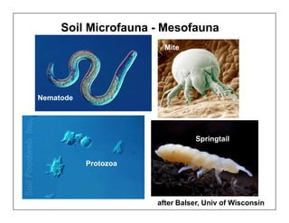 Managing Organic Matter for Soil Health and Fertility | PDF