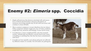 Enemy #2: Eimeria spp. Coccidia
• Single-cell protozoa that destroys intestinal cells and causes
loss of blood and electrolytes and poor absorption of
nutrients; recovering animals may be left with scar tissue and
continue to show ill thrift.
• Most common symptom is scours (diarrhea), but not always.
Other symptoms include weight loss, loss of body condition,
rough hair coat, anorexia, and lethargy. Losses can be acute.
• Coccidia have a more complicated life cycle that stomach
worms. Animals pick up infective oocysts from food, water,
or bedding or anything they lick that has been contaminated
with feces.
• Coccidia are host-specific; even sheep and goats are affected
by different strains of coccidia. Not all strains are pathogenic.
 