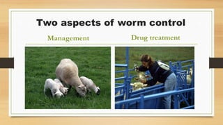 Two aspects of worm control
Management Drug treatment
 