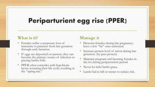 Periparturient egg rise (PPER)
What is it?
• Females suffer a temporary loss of
immunity to parasites from late gestation
through early lactation.
• If eggs are deposited on pasture, they can
become the primary source of infection to
grazing lambs/kids.
• PPER often coincides with hypobiotic
larvae resuming their life cycle; resulting in
the “spring rise.”
Manage it
• Deworm females during late pregnancy;
leave a few “fat” ones untreated.
• Increase protein level of ration during late
gestation. (by-pass protein)
• Maintain pregnant and lactating females in
dry lot during periparturient period.
• Never let kids/lambs graze.
• Lamb/kid in fall or winter to reduce risk.
 