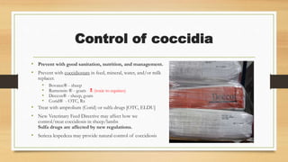 Control of coccidia
• Prevent with good sanitation, nutrition, and management.
• Prevent with coccidiostats in feed, mineral, water, and/or milk
replacer.
• Bovatec® - sheep
• Rumensin ® - goats  (toxic to equines)
• Deccox® - sheep, goats
• Corid® - OTC, Rx
• Treat with amprolium (Corid) or sulfa drugs [OTC, ELDU]
• New Veterinary Feed Directive may affect how we
control/treat coccidiosis in sheep/lambs
Sulfa drugs are affected by new regulations.
• Sericea lespedeza may provide natural control of coccidiosis
 