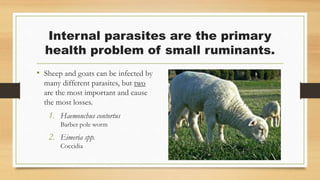 Internal parasites are the primary
health problem of small ruminants.
• Sheep and goats can be infected by
many different parasites, but two
are the most important and cause
the most losses.
1. Haemonchus contortus
Barber pole worm
2. Eimeria spp.
Coccidia
 