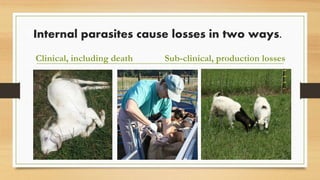 Internal parasites cause losses in two ways.
Clinical, including death Sub-clinical, production losses
 