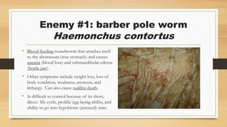 Enemy #1: barber pole worm
Haemonchus contortus
• Blood-feeding roundworm that attaches itself
to the abomasum (true stomach) and causes
anemia (blood loss) and submandibular edema
(bottle jaw).
• Other symptoms include weight loss, loss of
body condition, weakness, anorexia, and
lethargy. Can also cause sudden death.
• Is difficult to control because of its short,
direct life cycle, prolific egg laying ability, and
ability to go into hypobiotic (arrested) state.
 
