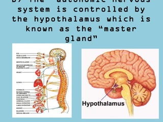 B) The autonomic nervous
system is controlled by
the hypothalamus which is
known as the “master
gland”
 