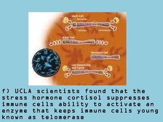 f) UCLA scientists found that the
stress hormone cortisol suppresses
immune cells ability to activate an
enzyme that keeps immune cells young
known as telomerase
 