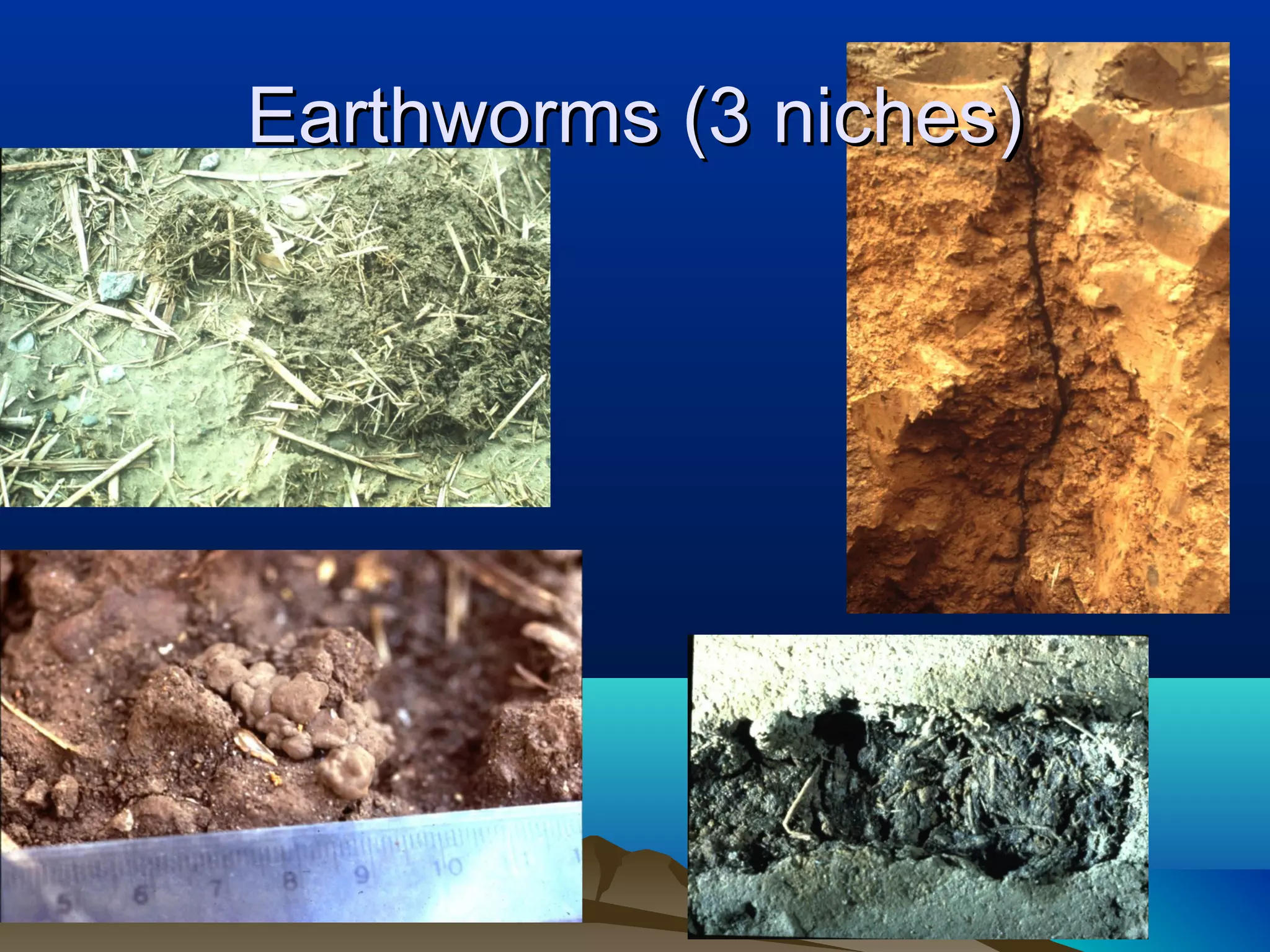 Earthworms (3 niches)
 