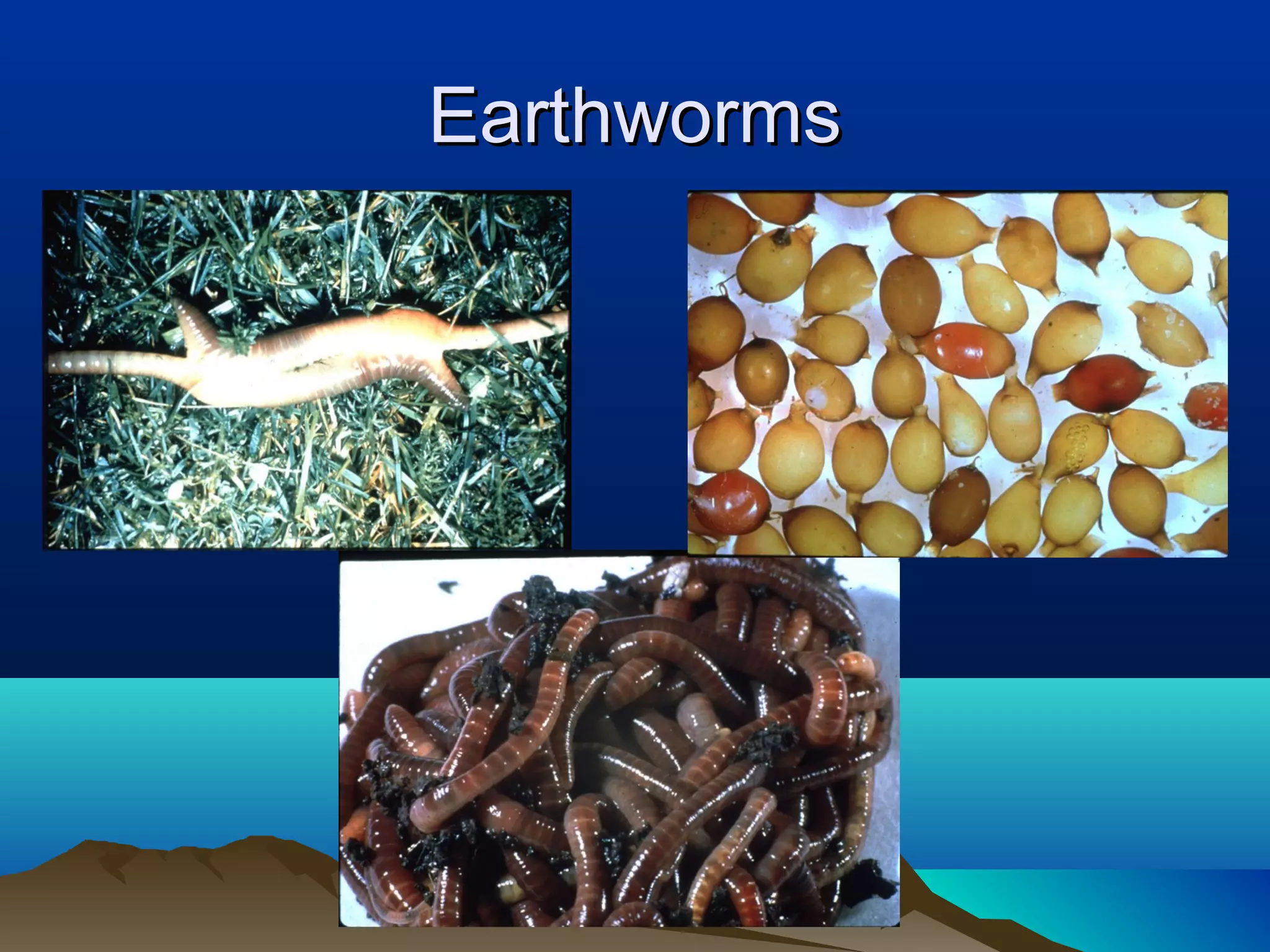 Earthworms
 