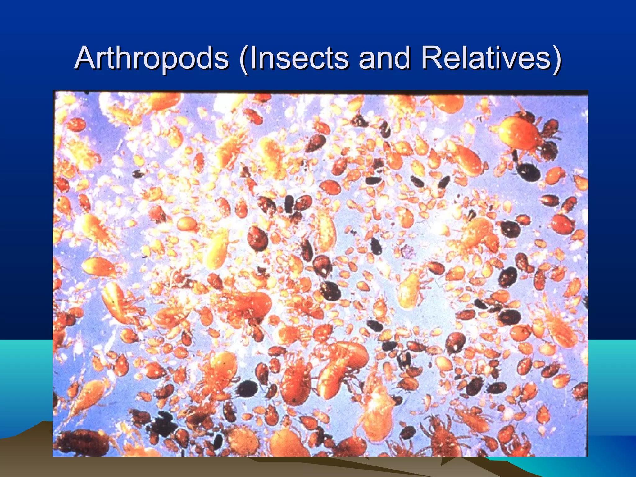 Arthropods (Insects and Relatives)
 