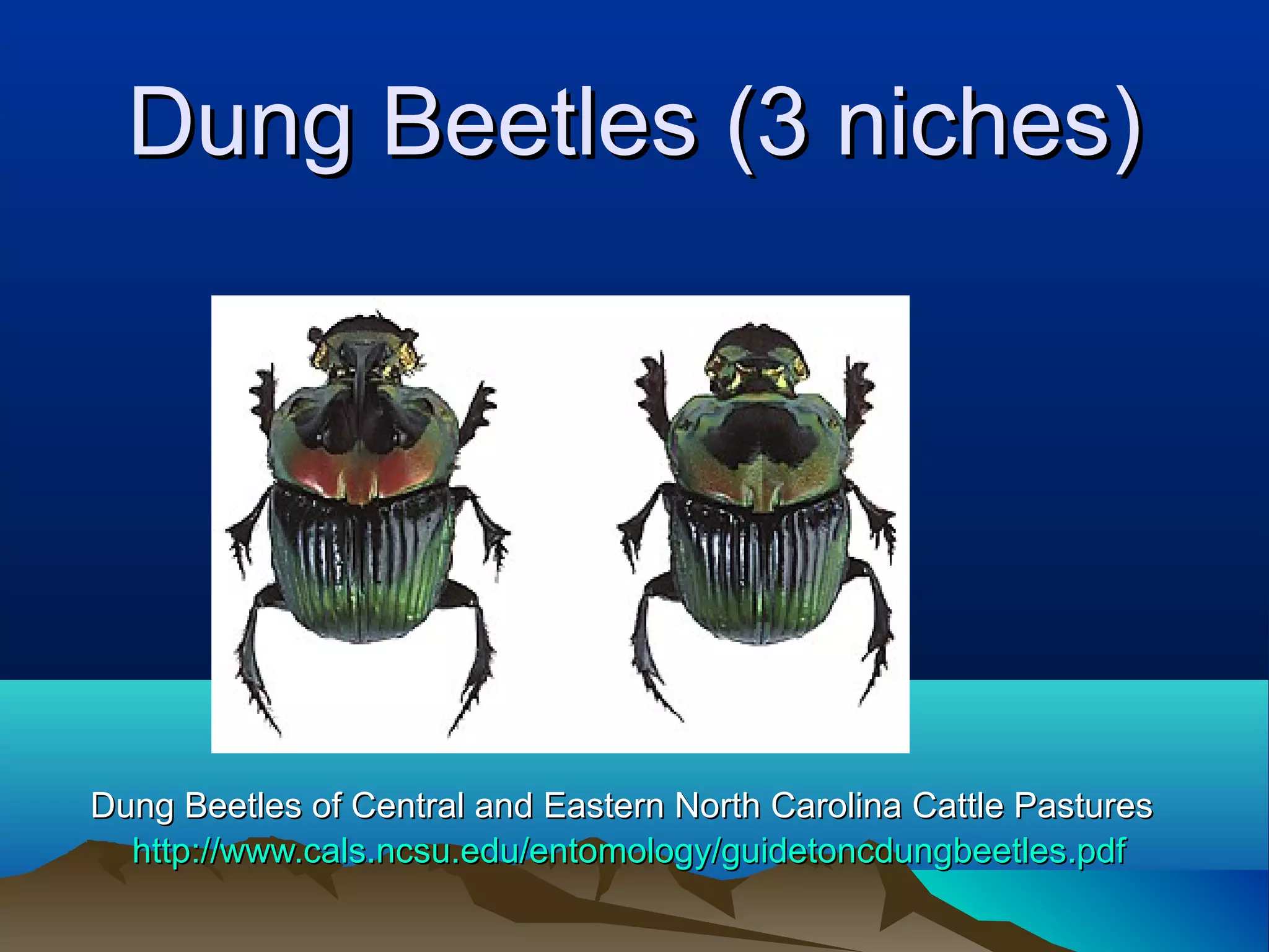 Dung Beetles (3 niches)




Dung Beetles of Central and Eastern North Carolina Cattle Pastures
  http://www.cals.ncsu.edu/entomology/guidetoncdungbeetles.pdf
 
