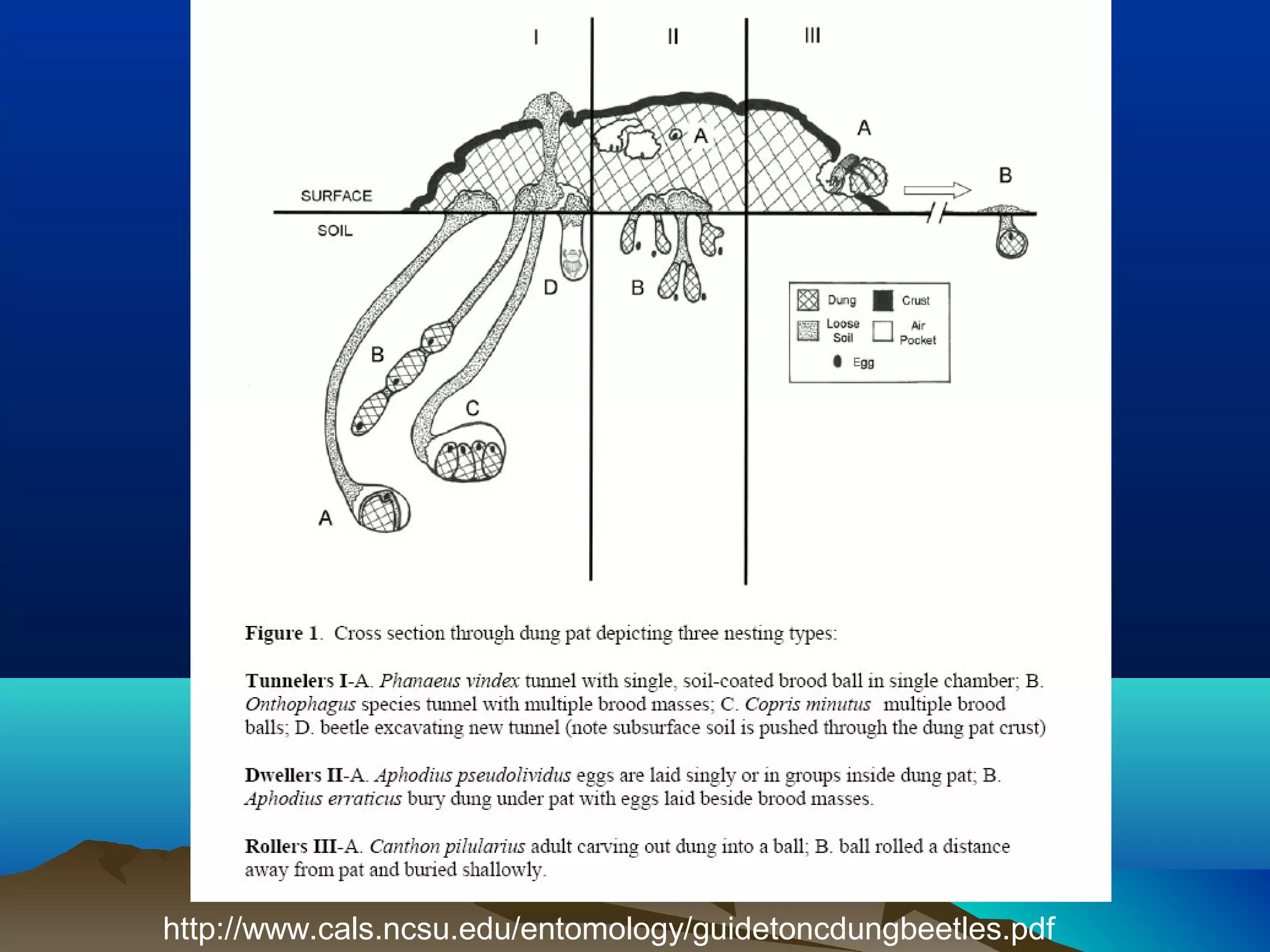 http://www.cals.ncsu.edu/entomology/guidetoncdungbeetles.pdf
 