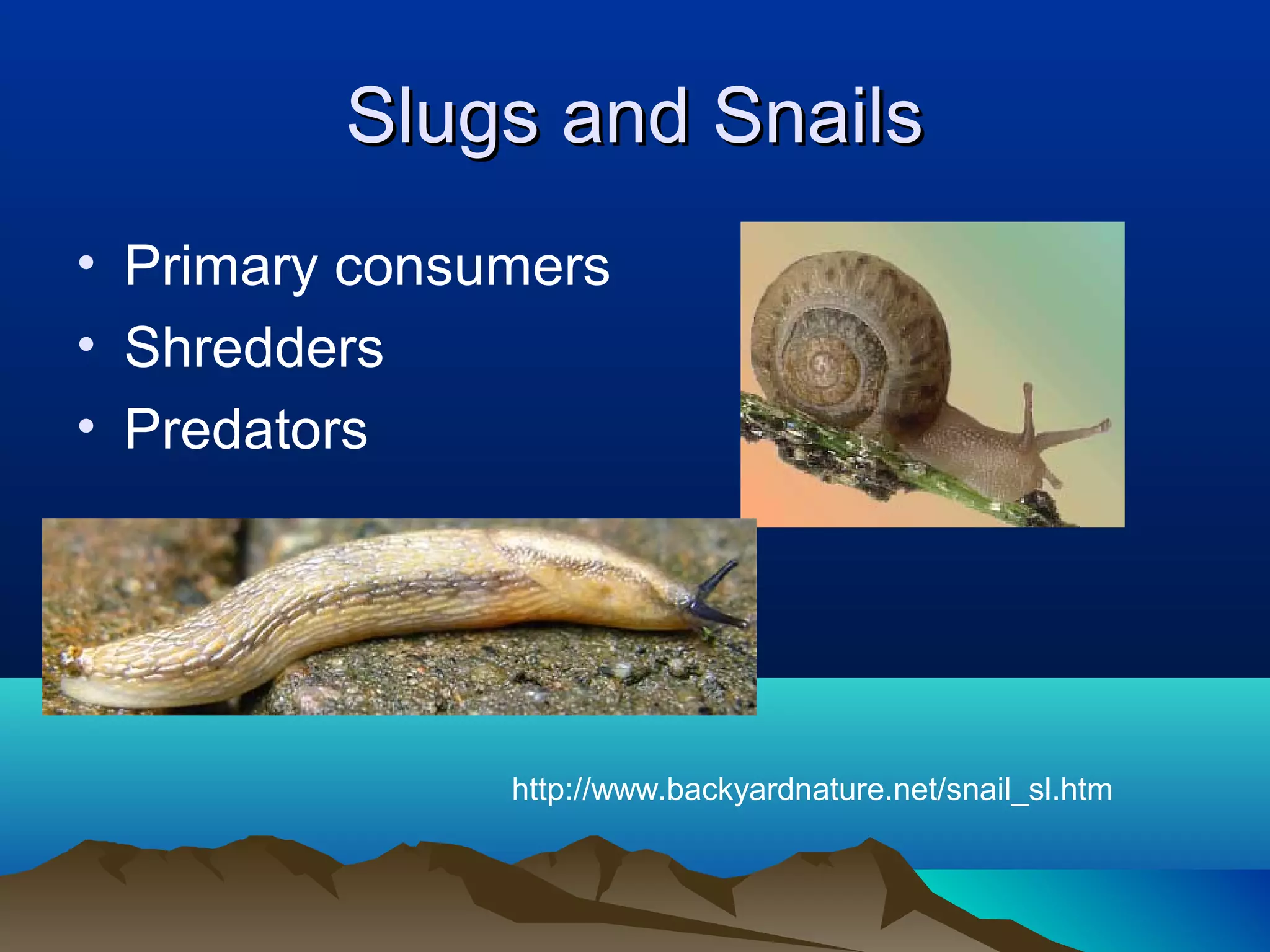 Slugs and Snails
• Primary consumers
• Shredders
• Predators




               http://www.backyardnature.net/snail_sl.htm
 