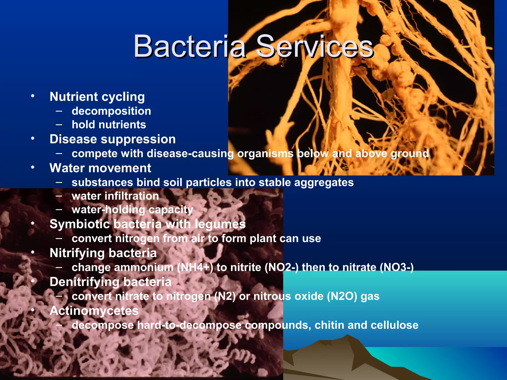 Bacteria Services
•   Nutrient cycling
     – decomposition
     – hold nutrients
•   Disease suppression
     – compete with disease-causing organisms below and above ground
•   Water movement
     – substances bind soil particles into stable aggregates
     – water infiltration
     – water-holding capacity
•   Symbiotic bacteria with legumes
     – convert nitrogen from air to form plant can use
•   Nitrifying bacteria
     – change ammonium (NH4+) to nitrite (NO2-) then to nitrate (NO3-)
•   Denitrifying bacteria
     – convert nitrate to nitrogen (N2) or nitrous oxide (N2O) gas
•   Actinomycetes
     – decompose hard-to-decompose compounds, chitin and cellulose
 
