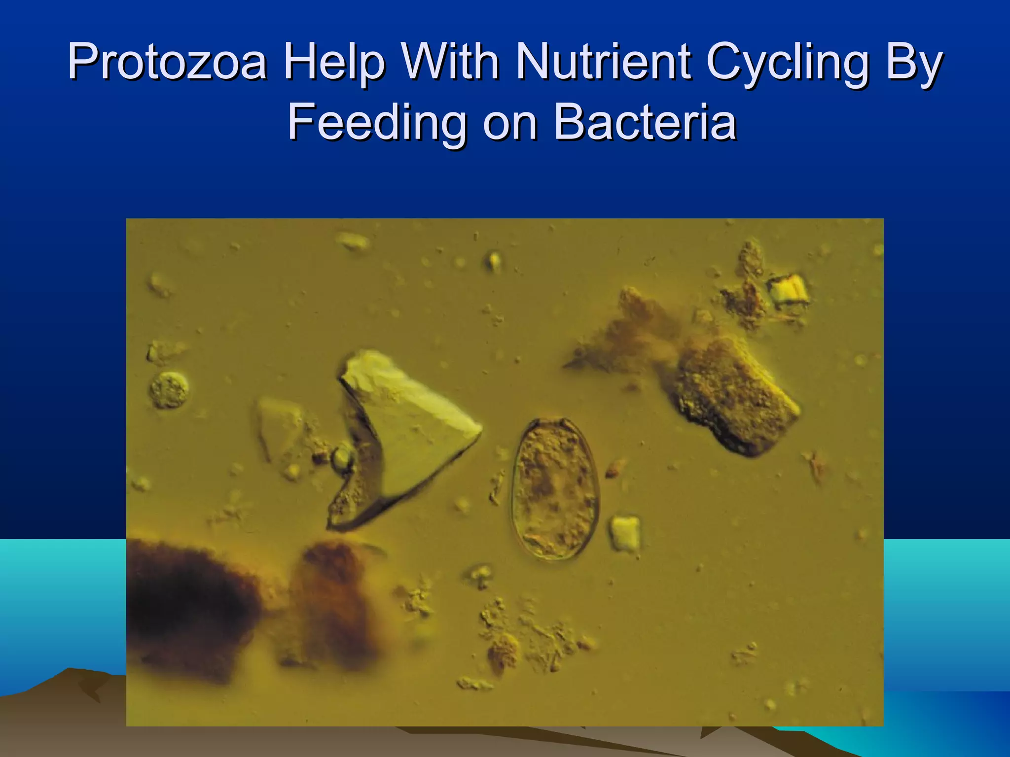 Protozoa Help With Nutrient Cycling By
         Feeding on Bacteria
 