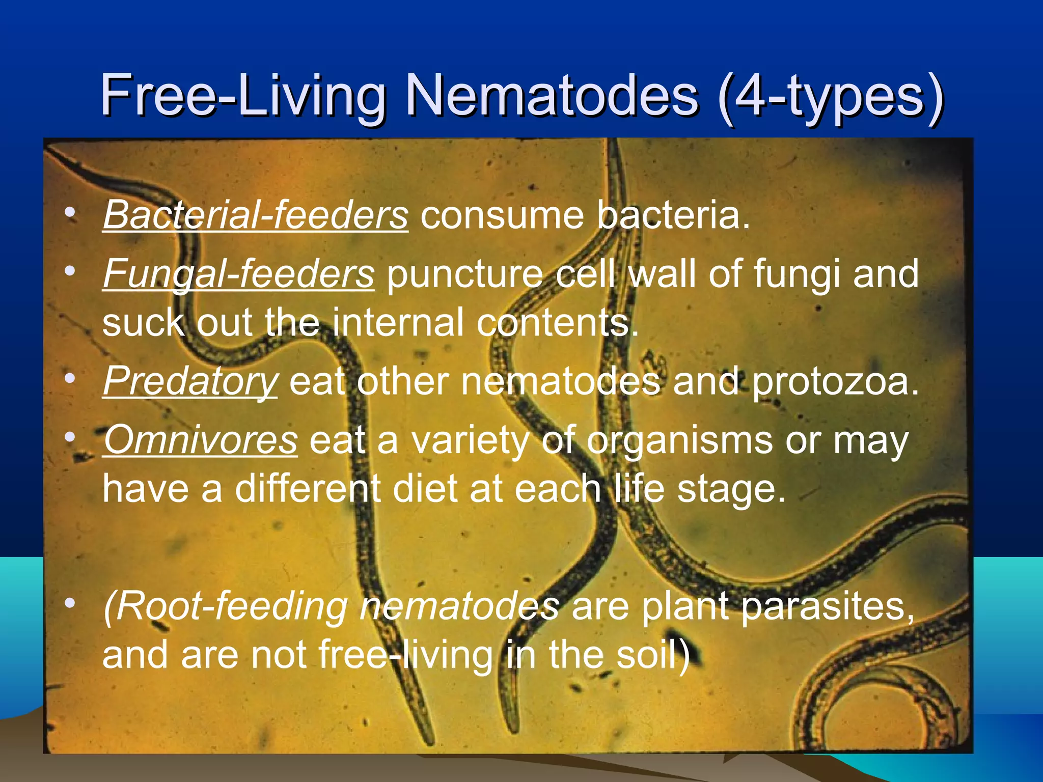 Free-Living Nematodes (4-types)
• Bacterial-feeders consume bacteria.
• Fungal-feeders puncture cell wall of fungi and
  suck out the internal contents.
• Predatory eat other nematodes and protozoa.
• Omnivores eat a variety of organisms or may
  have a different diet at each life stage.

• (Root-feeding nematodes are plant parasites,
  and are not free-living in the soil)
 