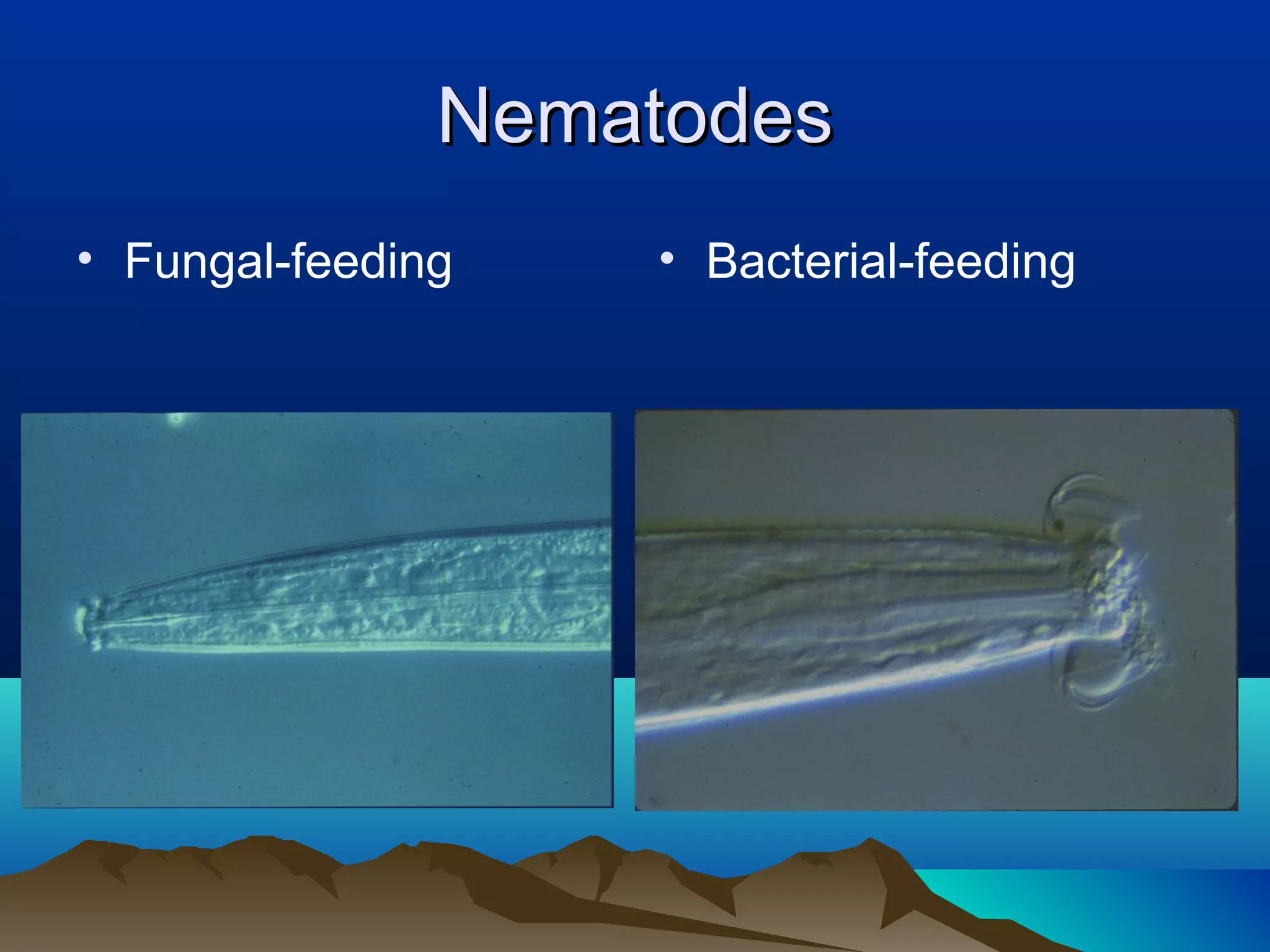 Nematodes
• Fungal-feeding   • Bacterial-feeding
 