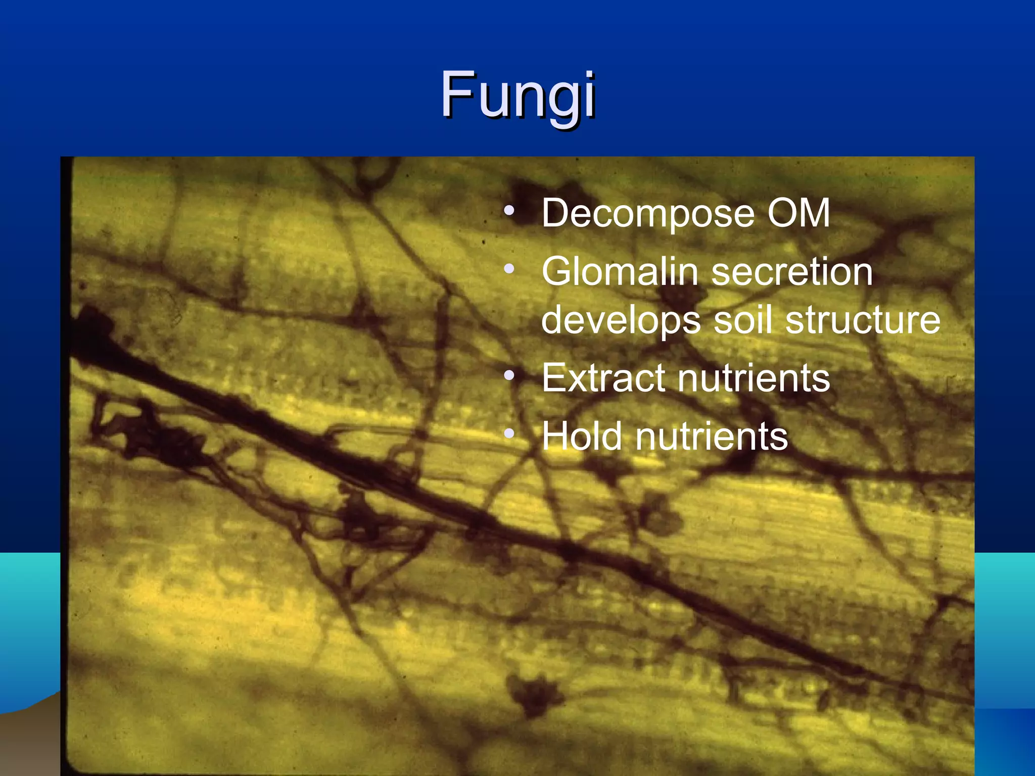 Fungi
 • Decompose OM
 • Glomalin secretion
   develops soil structure
 • Extract nutrients
 • Hold nutrients
 