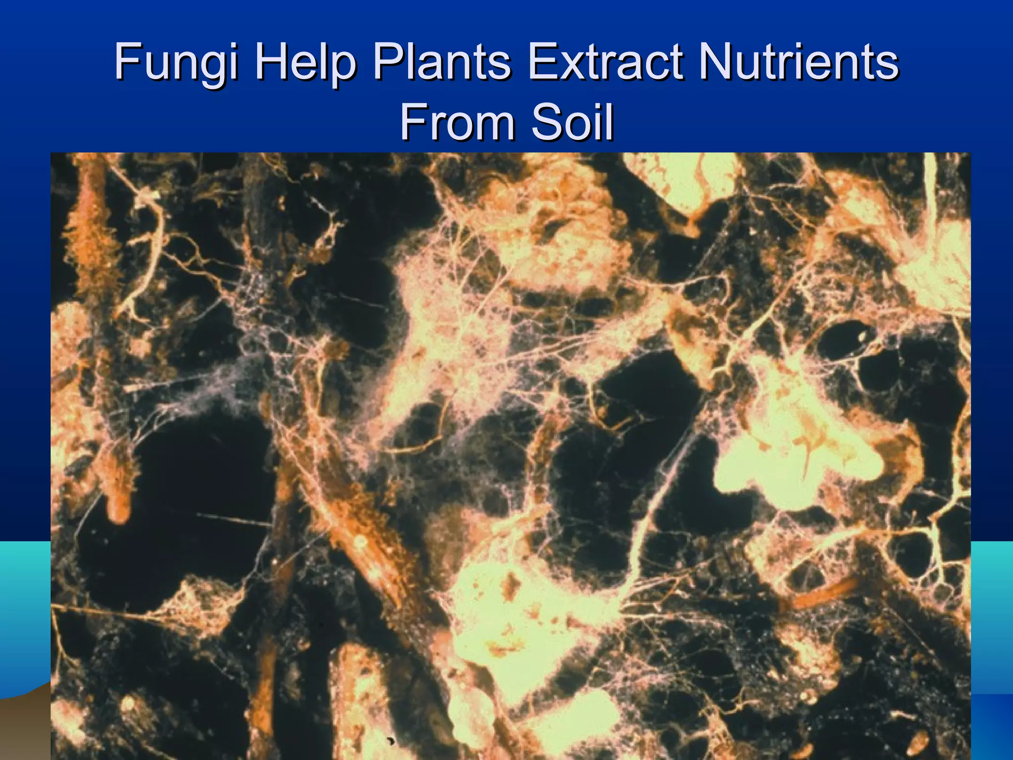 Fungi Help Plants Extract Nutrients
            From Soil
 