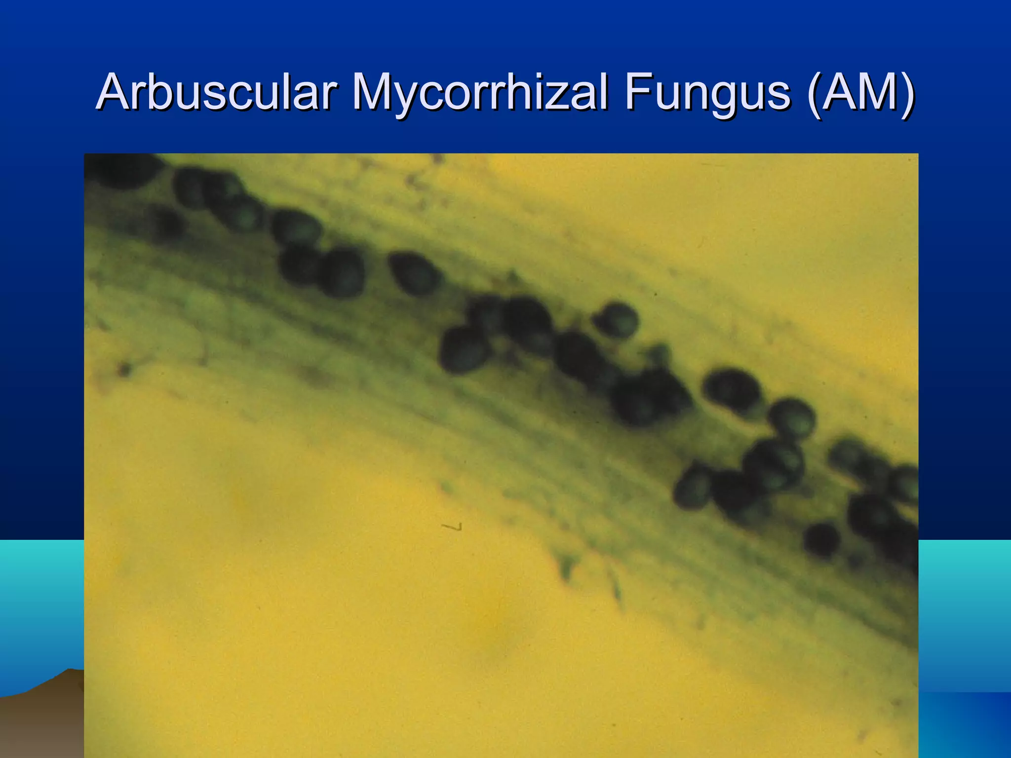 Arbuscular Mycorrhizal Fungus (AM)
 