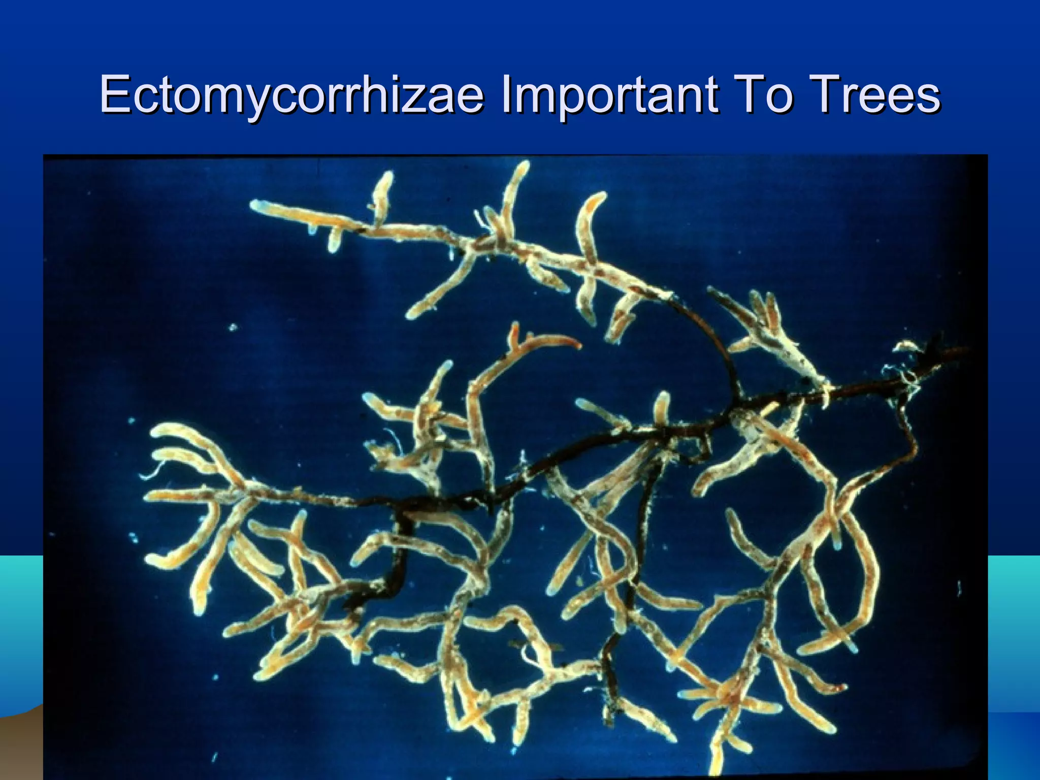 Ectomycorrhizae Important To Trees
 
