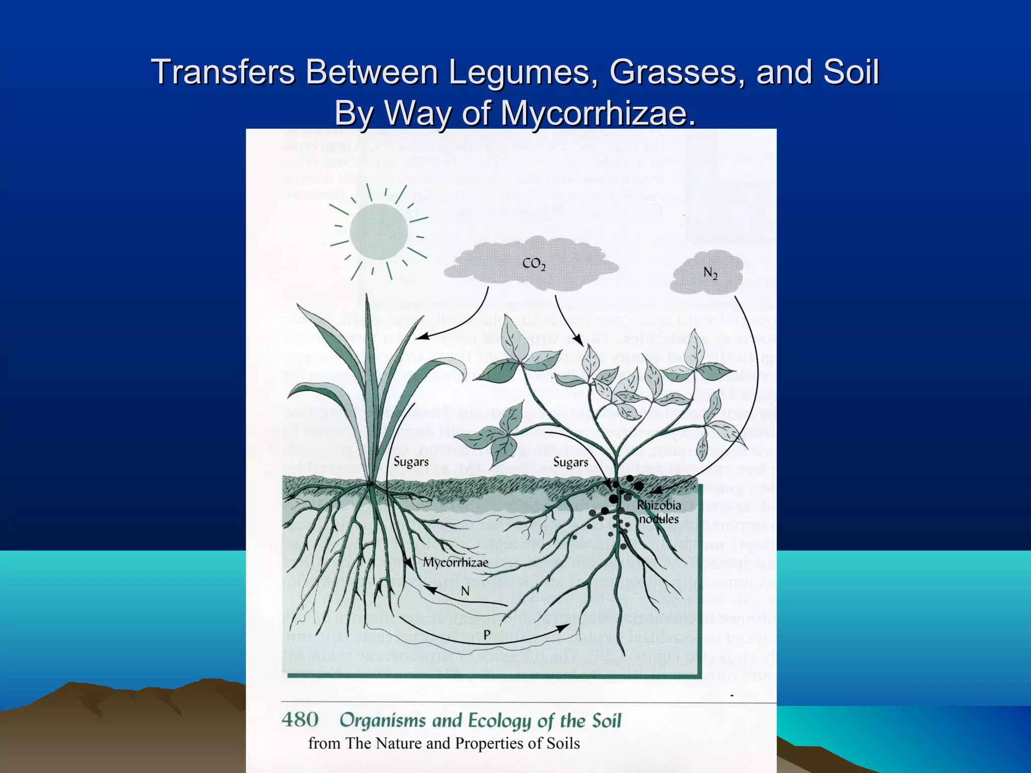 Transfers Between Legumes, Grasses, and Soil
           By Way of Mycorrhizae.
 