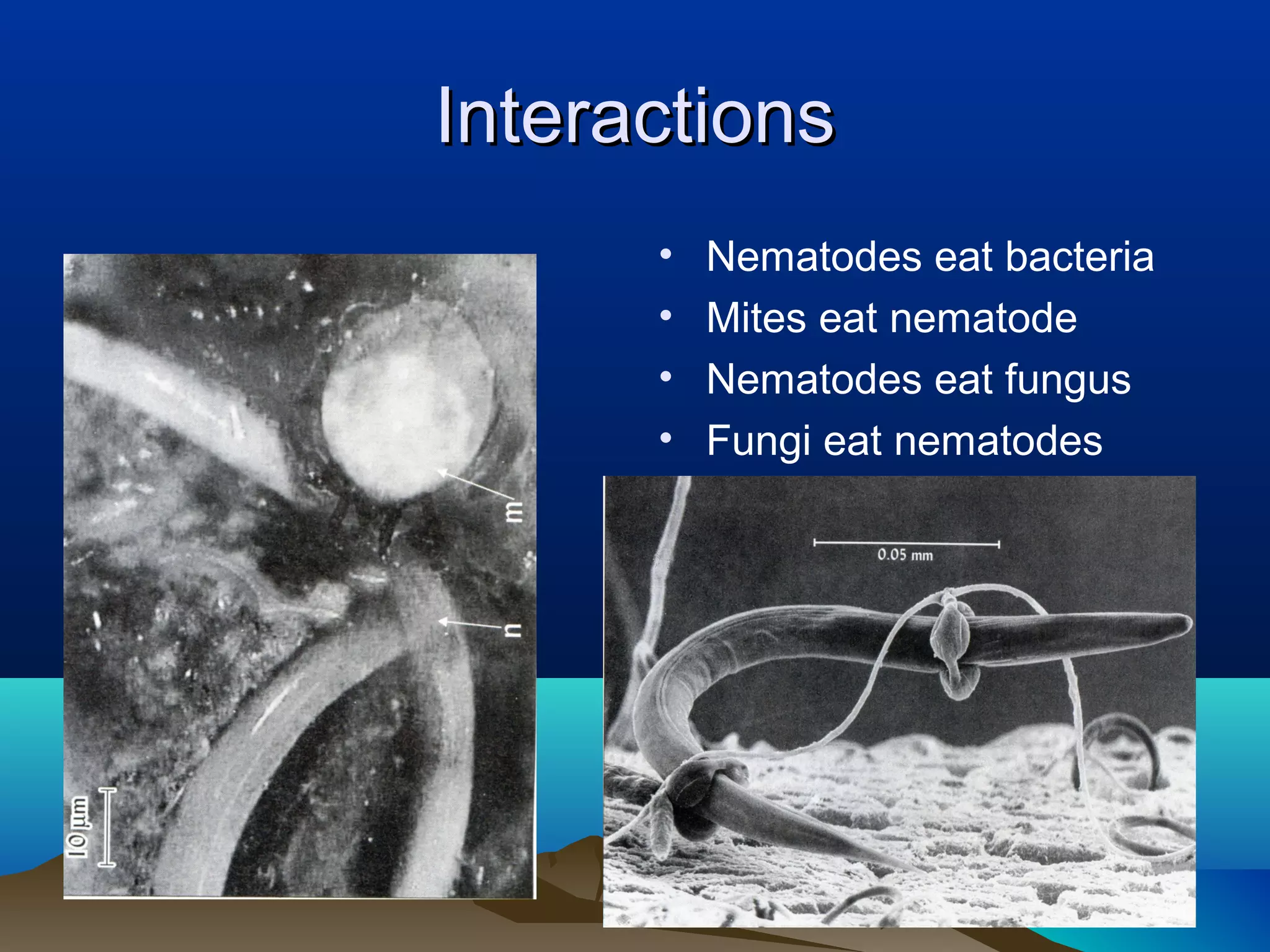 Interactions
      •   Nematodes eat bacteria
      •   Mites eat nematode
      •   Nematodes eat fungus
      •   Fungi eat nematodes
 