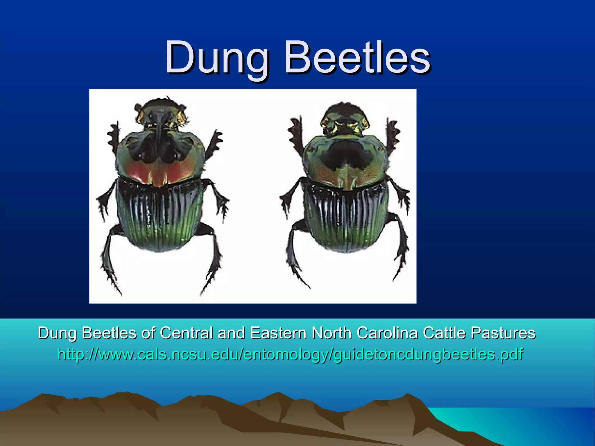 Dung Beetles




Dung Beetles of Central and Eastern North Carolina Cattle Pastures
  http://www.cals.ncsu.edu/entomology/guidetoncdungbeetles.pdf
 