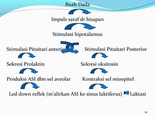 Buah Dada
Impuls saraf dr hisapan
Stimulasi hipotalamus
Stimulasi Pituitari anterior Stimulasi Pituitari Posterior
Sekresi Prolaktin Sekresi oksitosin
Produksi ASI dlm sel aveolar Kontraksi sel mioepitel
Led down reflek (m’alirkan ASI ke sinus laktiferus) Laktasi
14
 