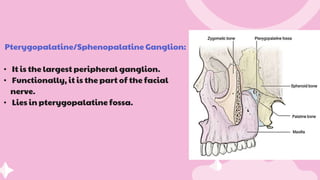Pterygopalatine/Sphenopalatine Ganglion:
• It is the largest peripheral ganglion.
• Functionally, it is the part of the facial
nerve.
• Lies in pterygopalatine fossa.
 