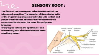 The fibres of the sensory root arise from the cells of the
trigeminal ganglion. The branches of the unipolar cells
of the trigeminal ganglion are divided into central and
peripheral branches. The central branches leave the
concave surface to enter the pons. The peripheral
branches
are grouped to form the ophthalmic and
and sensory part of the mandibular nerve.
maxillary nerves
SENSORY ROOT :
 