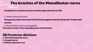 It supplies to masseter muscle and also gives branch to TMJ.
3 . Deep temporal nerve:
They passes above the head of lateral pterygoid and sink deep into Temporalis
muscle.
4. Nerve of the lateral-pterygoid:
The braches of the Mandibular nerve
They are a couple. One supplying each muscle head.
(B) Posterior division:
1 . Auriculotemporal nerve
2 .Lingual nerve
3 .Inferior alveolar nerv
 