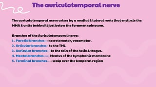 The auriculotemporal nerve arises by a medial & lateral roots that enclircle the
MMA & unite behind it just below the foramen spinosum.
Branches of the Auriculotemporal nerve:
1 . Parotid branches----secretomotor, vasomotor.
2 . Articular branches - to the TMJ.
3 . Auricular branches---to the skin of the helix & tragus.
4. Meatal branches----- Meatus of the tymphanic membrane
5 . Terminal branches---- scalp over the temporal region
The auriculotemporal nerve
 