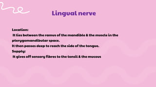 Location:
It lies between the ramus of the mandible & the muscle in the
pterygomandibular space.
It then passes deep to reach the side of the tongue.
Supply:
It gives off sensory fibres to the tonsil & the mucous
Lingual nerve
 