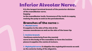 Inferior Alveolar Nerve.
It is the largest terminal branch of the posterior division
of the mandibular nerve.
Supply:
to the mandibular teeth, foramena of the teeth to supply
mainly the pulp as well as the periodontium.
Branches of the nerve :-
1 . Mental nerve:
It supplies to the skin of the chin & the
mucous membrane as well as the skin of the lower lip
.
2 . Incisive branch:
Continues anteriorly from the mental
nerve in the body of the mandible to form the incisive
plexus & supplies the canine & incisors.
3 . Mylohyoid nerve: it sUpplies the mylohyoid muscle as well
as the anterior belly of the digastric.
 
