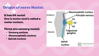 Origin of nerve Nuclei:
It has 04 nuclei
One is motor and is called a
motor nucleus.
Three are sensory nuclei:
• Sensory nucleus
• Mesencephalic nucleus
• Spinal nucleus
 