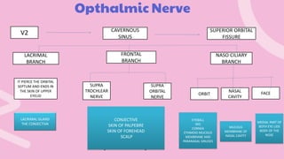 Opthalmic Nerve
V1
CAVERNOUS
SINUS
V2
LACRIMAL
BRANCH
NASO CILIARY
BRANCH
IT PIERCE THE ORBITAL
SEPTUM AND ENDS IN
THE SKIN OF UPPER
EYELID
SUPERIOR ORBITAL
FISSURE
FRONTAL
BRANCH
CONJECTIVE
SKIN OF PALPEBRE
SKIN OF FOREHEAD
SCALP
FACE
NASAL
CAVITY
SUPRA
ORBITAL
NERVE
ORBIT
SUPRA
TROCHLEAR
NERVE
LACRIMAL GLAND
THE CONJECTIVA
MUCOUS
MEMBRANE OF
NASAL CAVITY
MEDIAL PART OF
BOTH EYE LIDS
BODY OF THE
NOSE
EYEBALL
IRIS
CORNEA
ETHMOID MUCOUS
MEMBRANE AND
PARANASAL SINUSES
 