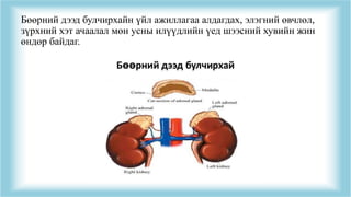 Бөөрний дээд булчирхайн үйл ажиллагаа алдагдах, элэгний өвчлөл,
зүрхний хэт ачаалал мөн усны илүүдлийн үед шээсний хувийн жин
өндөр байдаг.
 