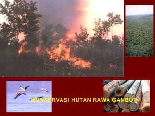 KONSERVASI HUTAN RAWA GAMBUT

 