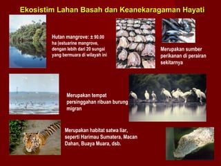 Ekosistim Lahan Basah dan Keanekaragaman Hayati

Hutan mangrove: ± 90.00
ha (estuarine mangrove,
dengan lebih dari 20 sungai
yang bermuara di wilayah ini

Merupakan tempat
persinggahan ribuan burung
migran

Merupakan habitat satwa liar,
seperti Harimau Sumatera, Macan
Dahan, Buaya Muara, dsb.

Merupakan sumber
perikanan di perairan
sekitarnya

 