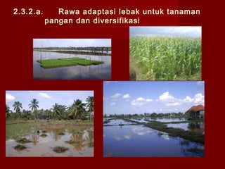 2.3.2.a.

Rawa adaptasi lebak untuk tanaman
pangan dan diversifikasi

 