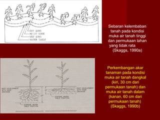 Sebaran kelembaban
tanah pada kondisi
muka air tanah tinggi
dan permukaan lahan
yang tidak rata
(Skaggs, 1990a)

Perkembangan akar
tanaman pada kondisi
muka air tanah dangkal
(kiri, 30 cm dari
permukaan tanah) dan
muka air tanah dalam
(kanan, 60 cm dari
permukaan tanah)
(Skaggs, 1990b)

 