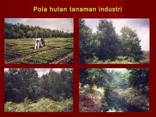 Pola hutan tanaman industri

 