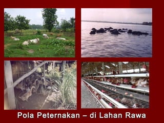 Pola Peternakan – di Lahan Rawa

 