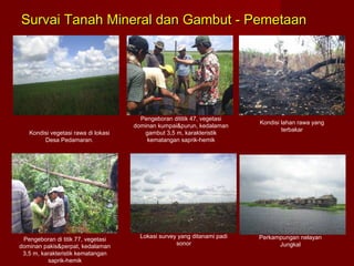 Survai Tanah Mineral dan Gambut - Pemetaan

Kondisi vegetasi rawa di lokasi
Desa Pedamaran.

Pengeboran di titik 77, vegetasi
dominan pakis&perpat, kedalaman
3,5 m, karakteristik kematangan
saprik-hemik

Pengeboran dititik 47, vegetasi
dominan kumpai&purun, kedalaman
gambut 3,5 m, karakteristik
kematangan saprik-hemik

Lokasi survey yang ditanami padi
sonor

Kondisi lahan rawa yang
terbakar

Perkampungan nelayan
Jungkal

 