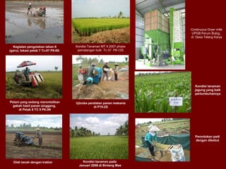 Continuous Dryer milik
UPGB Perum Bulog,
di Desa Telang Karya
Kegiatan pengolahan lahan II
(garu), lokasi petak 7 Tc-07 P8-8S.

Kondisi Tanaman MT II 2007 phase
pematangan bulir Tc 07 P8-12S

Kondisi tanaman
jagung yang baik
pertumbuhannya
Petani yang sedang merontokkan
gabah hasil panen singgang,
di Petak 8 TC 9 P6-3N

Ujicoba peralatan panen mekanis
di P10-2S

Perontokan padi
dengan dikebut

Olah tanah dengan traktor

Kondisi tanaman pada
Januari 2008 di Bintang Mas

 